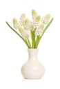 Bouquet Of White Grape Hyacinths Flowers In A White Vase Isolate