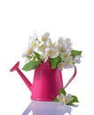 Bouquet of white jasmine flowers with leaves in pink watering can