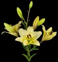 Lily light yellow on black Royalty Free Stock Photo