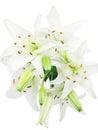 Bouquet of white lilies