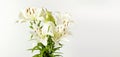 Bouquet of white lilies on a white background. Flowers lily beautiful bouquet white flowers floral background