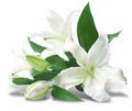 Bouquet of white lilies Royalty Free Stock Photo