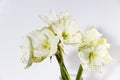 Bouquet of white lilies in a tall glass vase on a beige table against a gray wall. Copy space Royalty Free Stock Photo