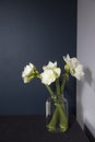 Bouquet of white lilies in a tall glass vase on a wooden table against a dark blue wall. Copy space Royalty Free Stock Photo