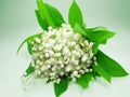 Bouquet of white lily of the valley Royalty Free Stock Photo