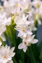 Bouquet white narcissus flowers and space for your text. close up Royalty Free Stock Photo