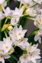 Bouquet white narcissus flowers and space for your text. close up Royalty Free Stock Photo