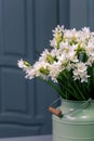 Bouquet white narcissus flowers and space for your text. close up Royalty Free Stock Photo