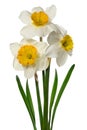 Bouquet white narcissus with petals on white background. Full depth of field. Royalty Free Stock Photo