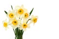 Bouquet of white narcissus with yellow-orange middles on a white background with space for text Royalty Free Stock Photo