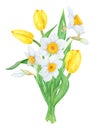 Bouquet of white narcissus, yellow tulip. Watercolor illustration of daffodil. Handdrawn watercolor botanical painting Royalty Free Stock Photo