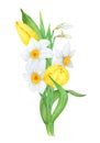 Bouquet of white narcissus, yellow tulip. Watercolor illustration of daffodil. Handdrawn watercolor botanical painting Royalty Free Stock Photo