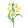 Bouquet of white narcissus, yellow tulip. Watercolor illustration of daffodil. Handdrawn watercolor botanical painting Royalty Free Stock Photo