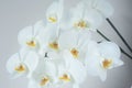 Bouquet of white orchids (orchidaceae)