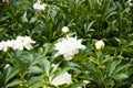 Bouquet of white peony. beautiful natural pink peonies. concept of coziness and comfort. Fresh bunch of peony. peony. Beautiful