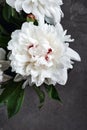 Bouquet of white peony flowers