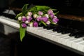 Bouquet of white phyllolette tulips on the lid of an open black piano Royalty Free Stock Photo