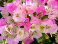 Bouquet of White Pink Bougainvillea Flowers Blooming