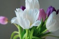 A bouquet of white, pink and purple tulips on a uniform light background. Royalty Free Stock Photo