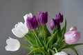 A bouquet of white, pink and purple tulips on a uniform light background. Royalty Free Stock Photo