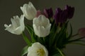 A bouquet of white, pink and purple tulips on a uniform light background. Royalty Free Stock Photo