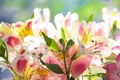 Bouquet of White, Pink, Rose, Yellow Alstroemerias Royalty Free Stock Photo