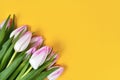 Bouquet of white and pink tulip spring flowers in corner of yellow background with blank copy space Royalty Free Stock Photo