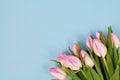 Bouquet of white and pink tulip spring flowers in corner of light blue background with copy space Royalty Free Stock Photo