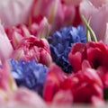 The Bouquet of white and pink tulips with blue hyacinths for the Royalty Free Stock Photo