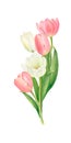 A bouquet of white and pink tulips, hand-drawn watercolor illustration.