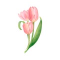 A bouquet of white and pink tulips, hand-drawn watercolor illustration.