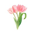 A bouquet of white and pink tulips, hand-drawn watercolor illustration.