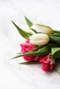 Bouquet of white and pink tulips in the hands of a child on a light background close up Royalty Free Stock Photo