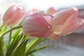 Bouquet of white and pink tulips.