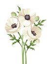 Bouquet of white poppy flowers. Vector illustration.