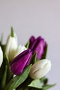 Bouquet of white and purple tulips on a light background. Spring bouquet, March 8, spring, love. Postcard, photo