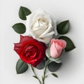 Bouquet of white red pink rose roses flower plant with leaves isolated on white background. 3D rendering Royalty Free Stock Photo