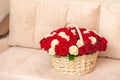 Bouquet of white and red roses is in the basket on a sofa. Bouquet of roses close up. Roses with wother drops. Romantic concept.