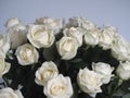 Bouquet white rose closeup.Background of flowers buds Royalty Free Stock Photo