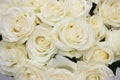 Bouquet white rose closeup Royalty Free Stock Photo