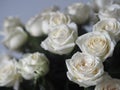Bouquet white rose closeup.Background of flowers buds Royalty Free Stock Photo
