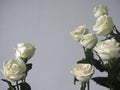 Bouquet white rose closeup.Background of flowers buds Royalty Free Stock Photo