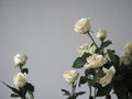 Bouquet white rose closeup.Background of flowers buds Royalty Free Stock Photo