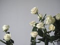 Bouquet white rose closeup.Background of flowers buds Royalty Free Stock Photo