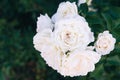 Bouquet of white roses as wedding background Royalty Free Stock Photo