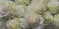 bouquet of white roses close-up horizontal photo, gentle romantic background. Royalty Free Stock Photo