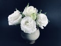 White roses in pale green vase on black background. Royalty Free Stock Photo