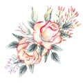 A bouquet of white roses with a pink edge, leaves, berries, decorative twigs. Watercolor illustrations for the design of greeting