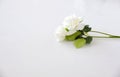 A bouquet of white roses is placed on a white background