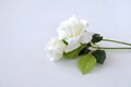 A bouquet of white roses is placed on a white background
